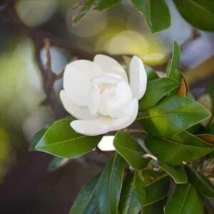 Magnolia Teddy Bear PBR