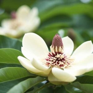 Magnolia White Caviar