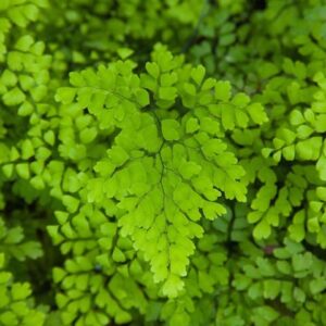 Maidenhair Fern