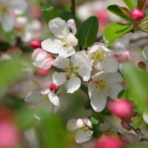 Japanese Crab Apple