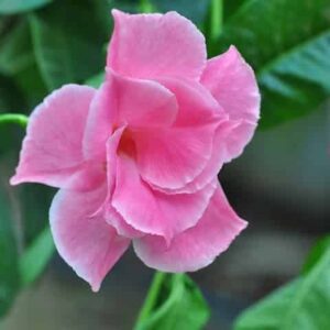 Mandevilla