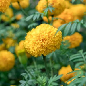 Marigold