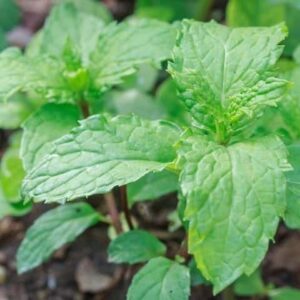 Mint