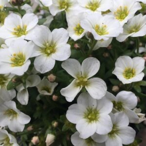 Mountain Sandwort