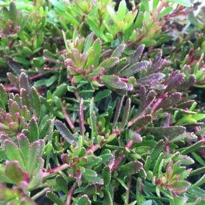 Purple Creeping Boobialla