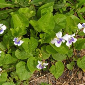 Native Violet