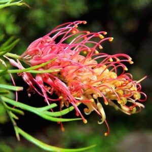 Grevillea Ned Kelly