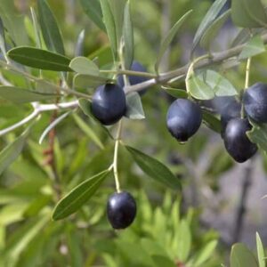 Olive Kalamata