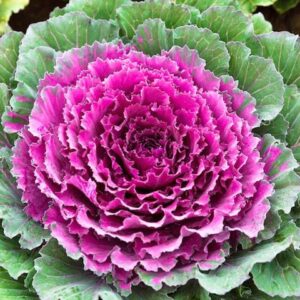 Ornamental Kale