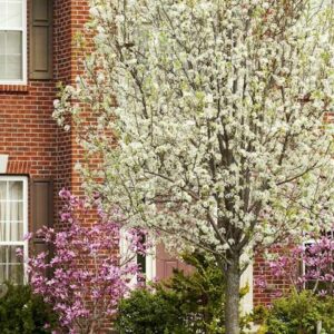 Capital Ornamental Pear