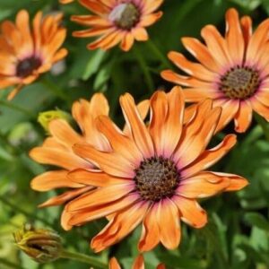 African Daisy