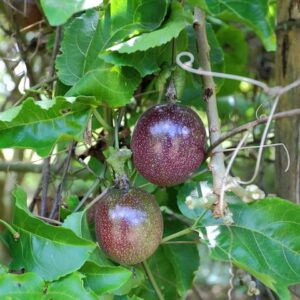 Passionfruit Seedling