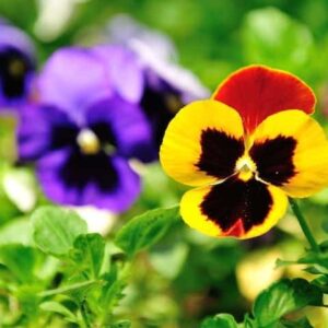 Pansy