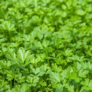 Italian Parsley