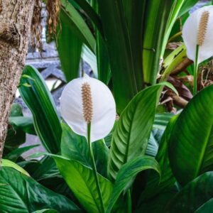 Peace Lily