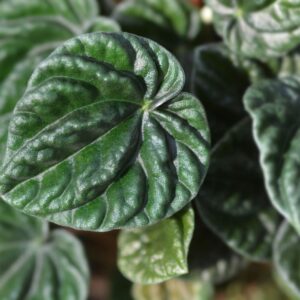 Peperomia Emerald Ripple