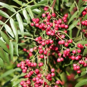 Pepper Tree