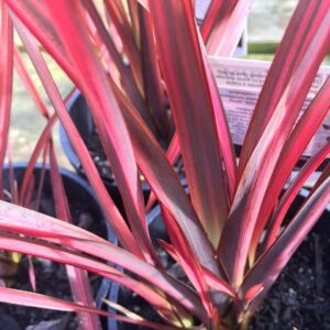 Dazzler New Zealand Flax