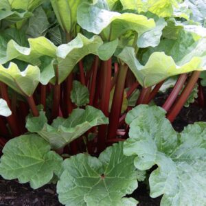 Rhubarb