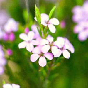 Dwarf Pink Diosma