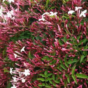 Pink Jasmine