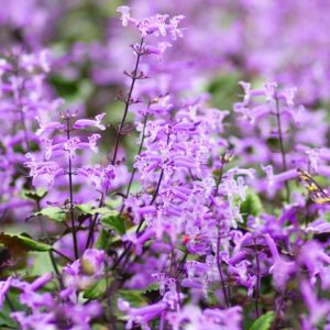 Mona Lavender Spur Flower