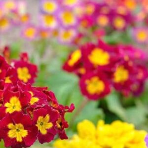 Polyanthus