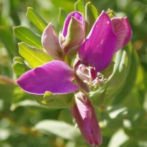 Grandiflora Sweet Pea Shrub