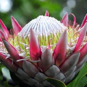 Protea