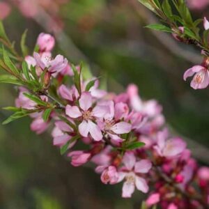 Elvins Flowering Plum