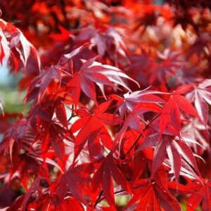 Red-leaf Japanese Maple
