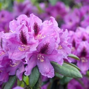 Rhododendron