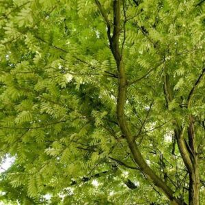 Golden Robinia