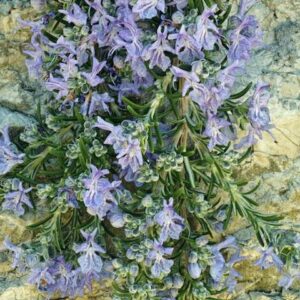 Prostrate Rosemary