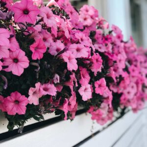 Petunia Supertunia Vista Bubblegum