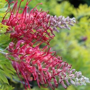Grevillea Robyn Gordon