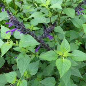 Salvia Amistad