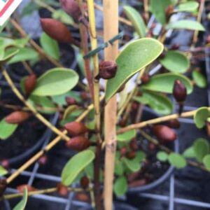 Scented Pearl Magnolia