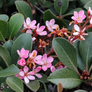 Oriental Pearl Indian Hawthorn