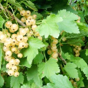 Currant