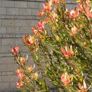 Leucadendron