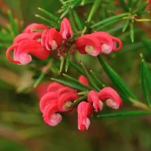 Grevillea Mt Tamboritha