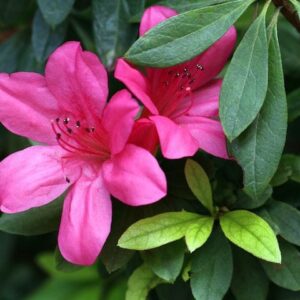 Azalea