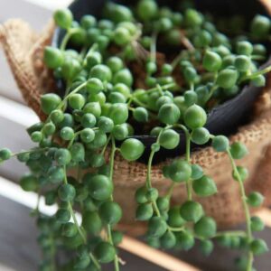 String of Pearls