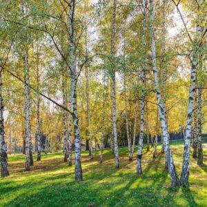 Silver Birch