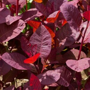 Smoke Bush