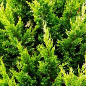 Spartan Chinese Juniper