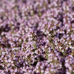 Creeping Thyme Doone Valley