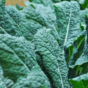 Tuscan Kale