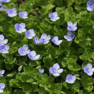 Georgia Blue Speedwell
